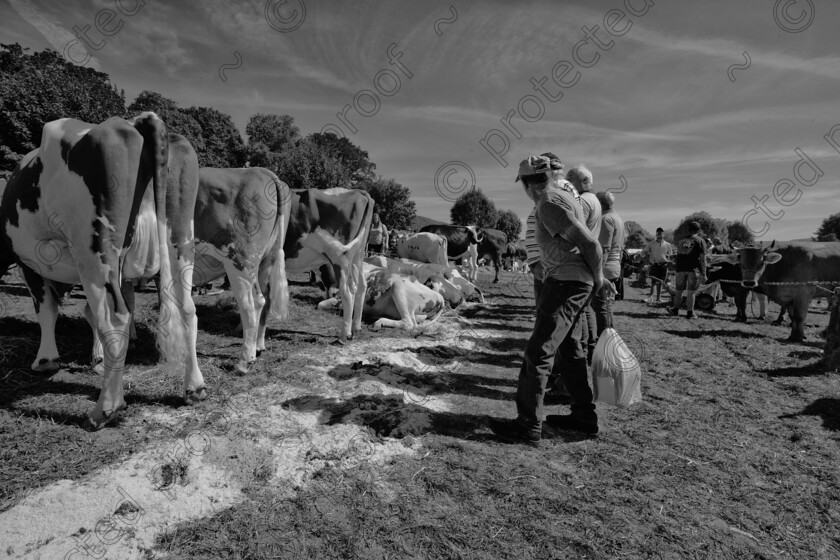 inspecting-cows-rears